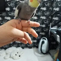 عروس هلندی گم شده|پرنده|مشهد, هفت تیر (نه دره)|دیوار