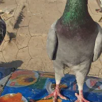 زهگ|پرنده|زهک, |دیوار