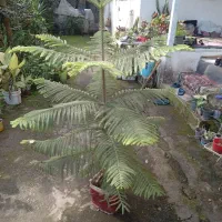 گل و گیاه|گل و گیاه طبیعی|خمام, |دیوار