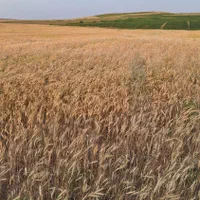 زمین زراعی حیدرآباد نقده فروش