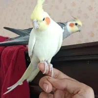 جفت مولد عروس هلندی با جوجه و قفس و تخم