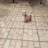 سگ خونگی|سگ|ماهدشت, |دیوار