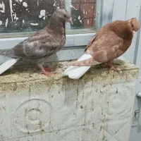 دم‌سفید کلاغ کاکلی طوقی ابلق دم‌سفید