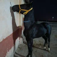 اسب کرد 3.5ساله|اسب و تجهیزات اسبسواری|شاهین دژ, |دیوار