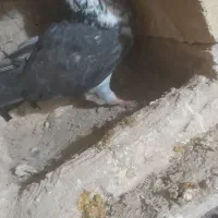 کبوتر|پرنده|سلطانیه, |دیوار