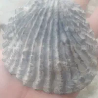 سنگ کلکسیونی|کلکسیون اشیاء عتیقه|ایلام, |دیوار