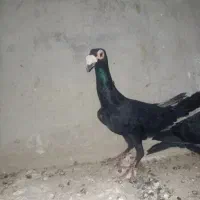 کبوتر گمشده