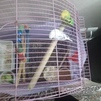 یک جفت مرغ عشق مولد