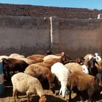 برای فروش