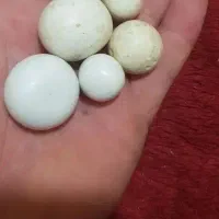 معاوضه هم دارم