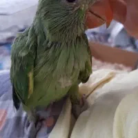 طوطی ملنگو|پرنده|تربت‌حیدریه, شهرک ولیعصر|دیوار