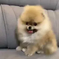 معاوضه یا فروش پامرخرسی بو فیس