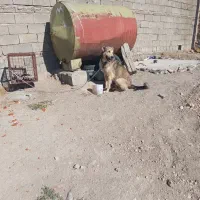 سگ گله و نگهبان چهارده ماهه|سگ|کشاورز, |دیوار