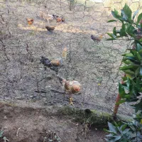 فروش مرغ و خروس تعداد محدود|حیوانات مزرعه|اسالم, |دیوار