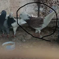 3 عدد کبوتر