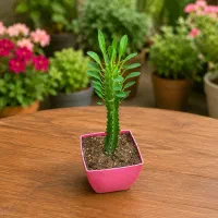 گل کاکتوس افوربیا