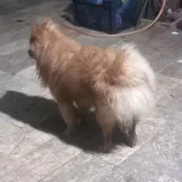 سگ بسیار باهوش