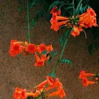 تعدادی پرنده