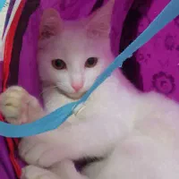 گربه