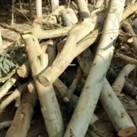 درود خرید وفروش چوب کالیپتوس،بید،مورد