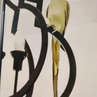 طوطی ملنگو