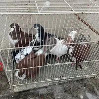 ۶عدد کفتر رنگه|پرنده|مشهد, ادیب نیشابوری (شهرک غرب)|دیوار