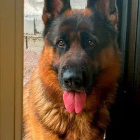 پیدا کردن جفت|سگ|بندر انزلی, پاسداران|دیوار