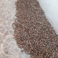 گردو|خوردنی و آشامیدنی|مشهد, بهمن|دیوار