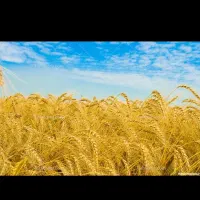 فروش گندم