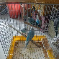 پرنده زینتی