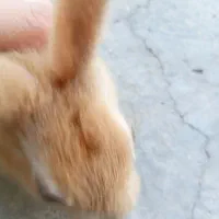 خرگوش|موش و خرگوش|ایذه, |دیوار