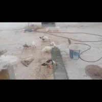 اردک|حیوانات مزرعه|اهواز, آسیاباد|دیوار