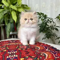 این کوچولوی ملوس در انتظار شماست/فروش گربه خانگی|گربه|اهواز, کیانپارس |دیوار