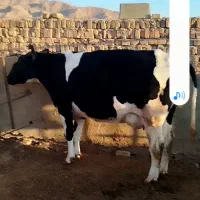 گاو چاق...|حیوانات مزرعه|کوهبنان, |دیوار