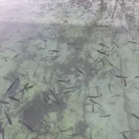 فروش ماهی غزل الا ۵۰۰۰