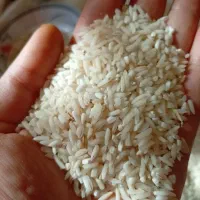 برنج هاشمی سرلاشه|خوردنی و آشامیدنی|رشت, شهریاران|دیوار