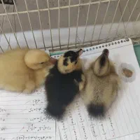 سه عدد جوجه اردک