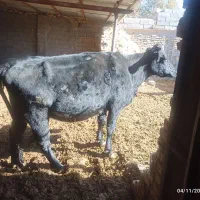 شنگل شکم اول|حیوانات مزرعه|بهمن صغاد, |دیوار