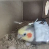 عروس هلندی جفت