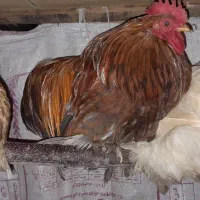 تعدادی مرغ و‌خروس‌زینتی‌کوشین ونیمچه