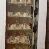 دست گاه جوجه کشی