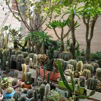 انواع کاکتوس و گلهای آپارتمانی فروش فقط یکجا