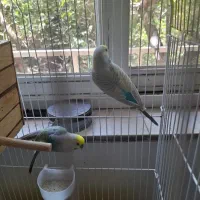 مرغ عشق نر و ماده