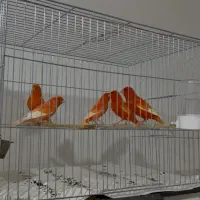 ۱۰۰ عدد قناری اورجینال مقام دار