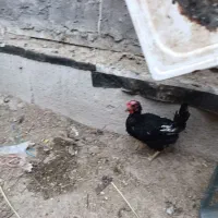 خروس و مرغ عربی اصل|حیوانات مزرعه|بندر امام خمینی, |دیوار