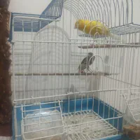 یه جفت قناری|پرنده|مرودشت, فاز دوم شهرک فرهنگیان|دیوار