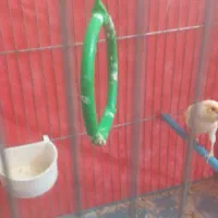 فروش دو عدد قناری نر ماده|پرنده|بروجرد, |دیوار