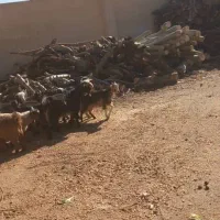 فروش بزغاله|حیوانات مزرعه|نجف‌آباد, حومه نجف آباد|دیوار