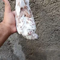 کبوتر گرگی و نقره ای