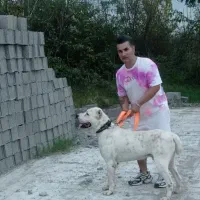 سگ آلابای|سگ|سنگر, |دیوار